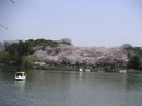 Senzokuike_sakura